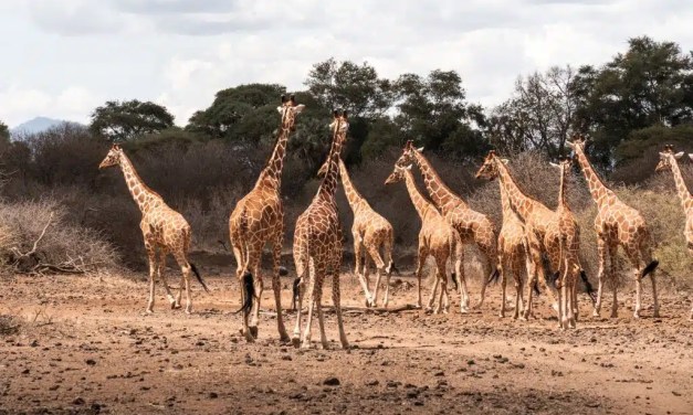 Meru National Park in Transition: Preserving a Wild Legacy in a Changing Climate