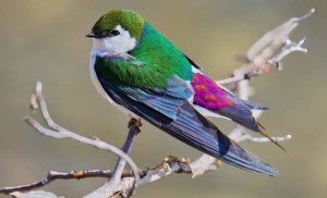 Birds are molting earlier in the fall as global seasons continue shifting 1