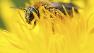 Study finds stingless bees increase crop yield, quality 1