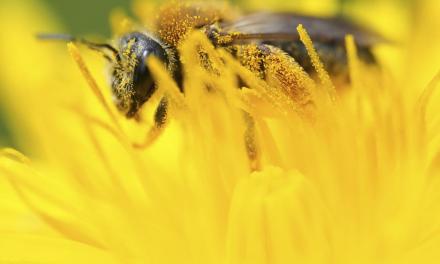 Study finds stingless bees increase crop yield, quality