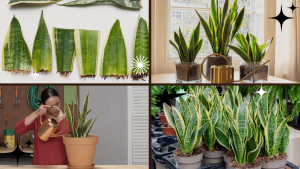 How Often to Water a Snake Plant for Healthy Growth 1