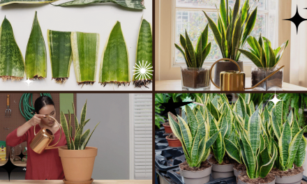 How Often to Water a Snake Plant for Healthy Growth