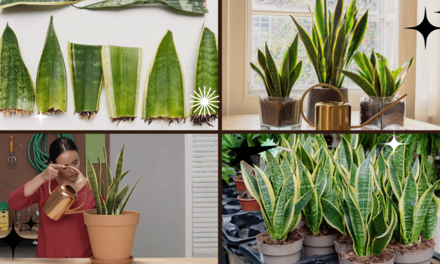 How Often to Water a Snake Plant for Healthy Growth