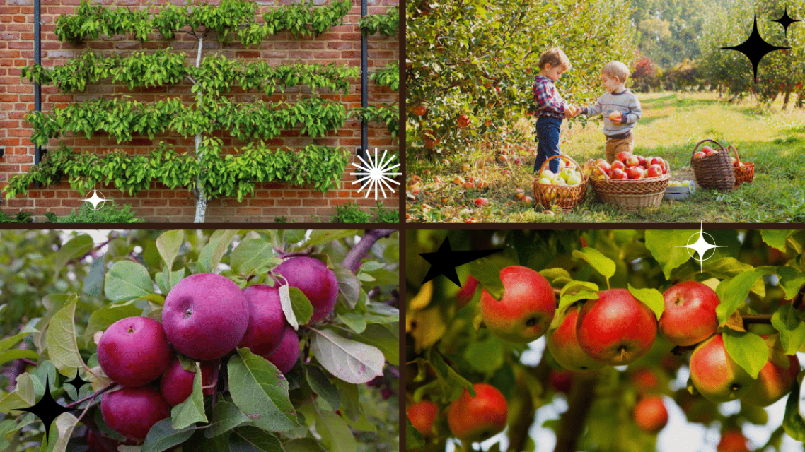 How to Plant an Apple Tree and Enjoy Fresh Fruit
