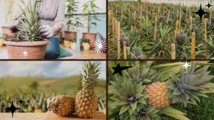 How to Successfully Grow a Pineapple Plant Indoors: A Complete Guide 1 How to Successfully Grow a Pineapple Plant Indoors: A Complete Guide 1