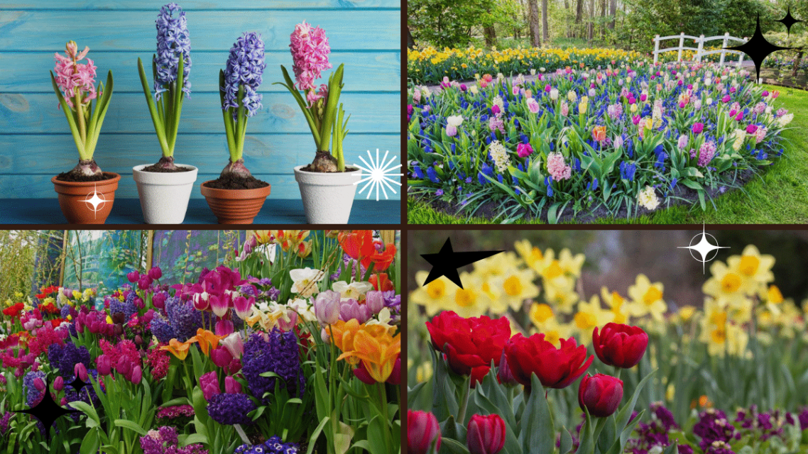 How to Plant Bulbs for Stunning Flowers
