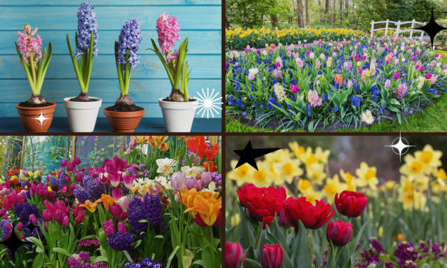How to Plant Bulbs for Stunning Flowers