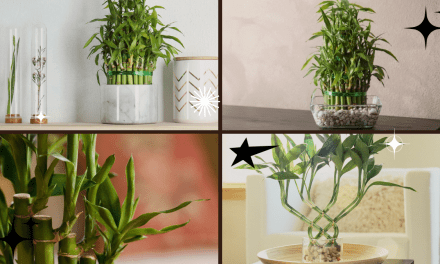 How to Take Care of a Bamboo Plant Indoors: A Complete Guide