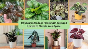 10 Stunning Indoor Plants with Textured Leaves to Elevate Your Space 1