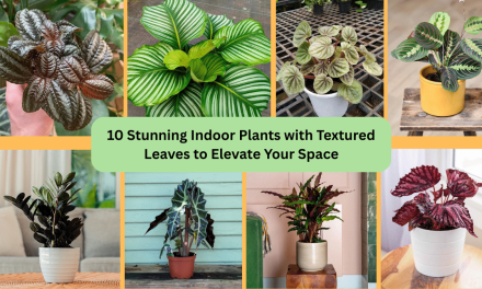10 Stunning Indoor Plants with Textured Leaves to Elevate Your Space
