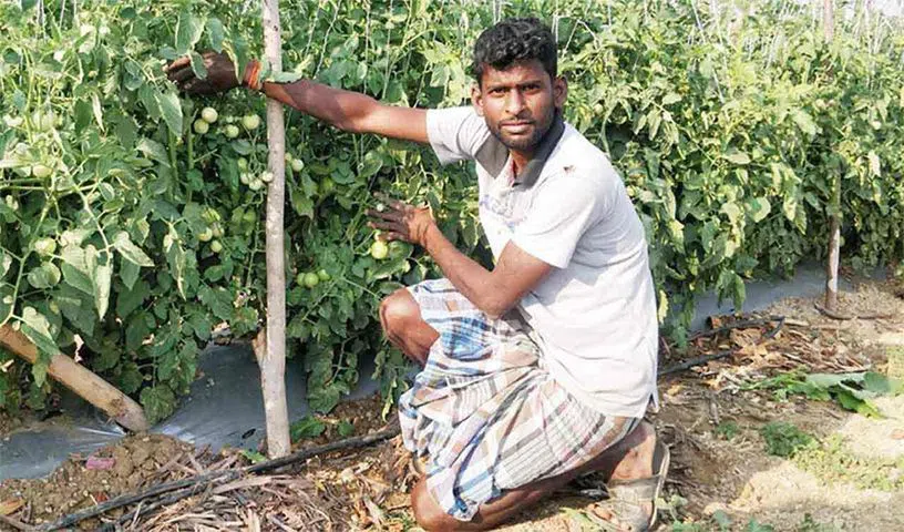 Vegetable grafting technology can significantly boost vegetable yield, shows ICRISAT research