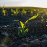 Making agriculture more resilient to climate change