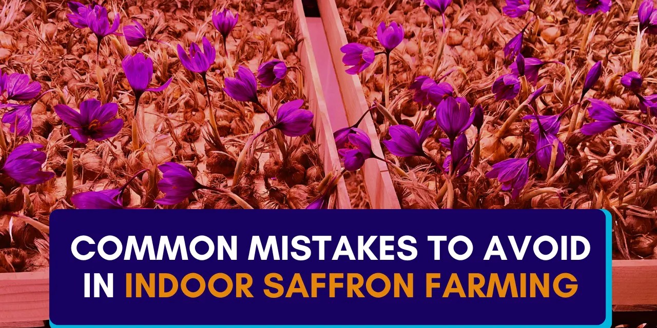 Common Mistakes to Avoid in Indoor Saffron Farming