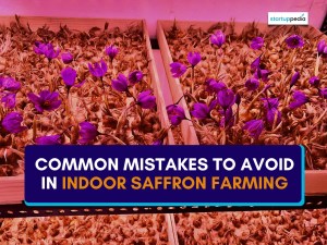 Common Mistakes to Avoid in Indoor Saffron Farming 1 Common Mistakes to Avoid in Indoor Saffron Farming 1
