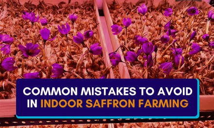 Common Mistakes to Avoid in Indoor Saffron Farming