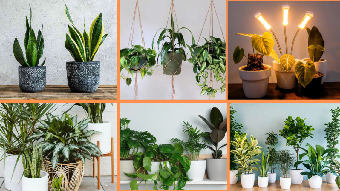 10 Tips to Grow Indoor Plants with Low Light