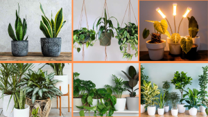 10 Tips to Grow Indoor Plants with Low Light 1