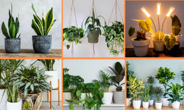 10 Tips to Grow Indoor Plants with Low Light