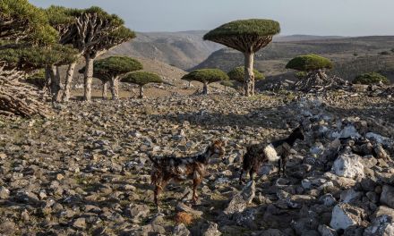 These dragon’s blood trees exist in only one place on Earth. Now their survival is under threat
