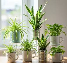How to Grow Indoor Houseplants on a Low Budget: Simple & Affordable Tips for Beginners