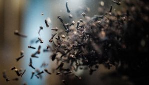 Climate change threatens historic clove farming in Indonesia 1 Climate change threatens historic clove farming in Indonesia 1