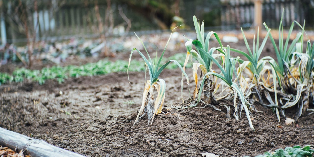 6 Points Difference Between Horticulture and Agriculture