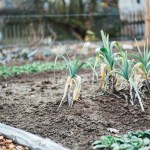 6 Points Difference Between Horticulture and Agriculture