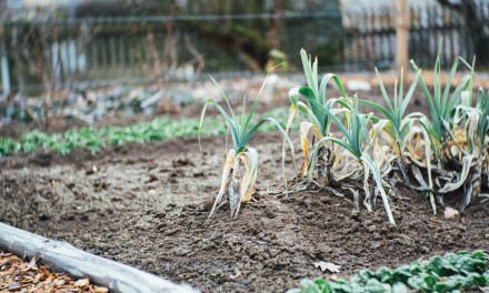 6 Points Difference Between Horticulture and Agriculture