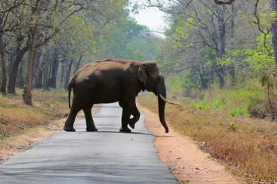 Punjab okays its first wildlife corridor in Rs 2,000-cr Zirakpur bypass plan