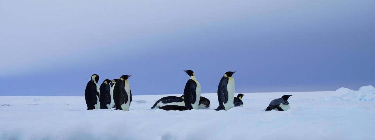 Why are glaciers and sea ice melting?