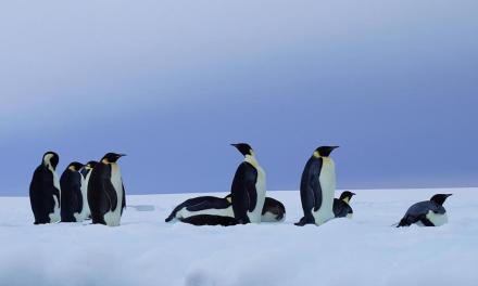 Why are glaciers and sea ice melting?