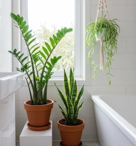 Transform Your Bathroom with These Easy-Care Indoor Plants 1 Transform Your Bathroom with These Easy-Care Indoor Plants 1