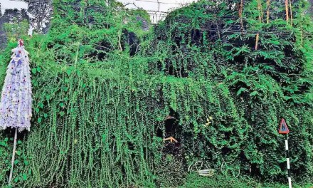 Not a forest, this nature home is unique for its extraordinary concept