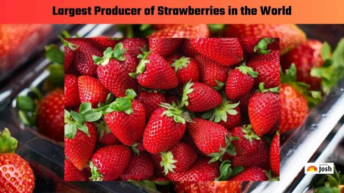 Which Country is the Largest Producer of Strawberries in the World?