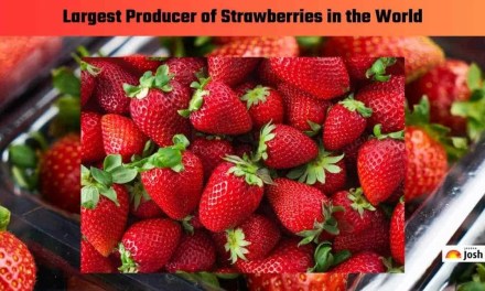 Which Country is the Largest Producer of Strawberries in the World?