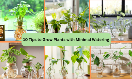 10 Tips to Grow Plants with Minimal Watering