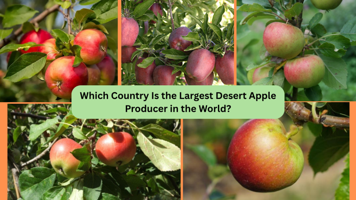 Which Country Is the Largest Desert Apple Producer in the World?
