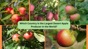 Which Country Is the Largest Desert Apple Producer in the World? 1