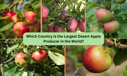 Which Country Is the Largest Desert Apple Producer in the World?