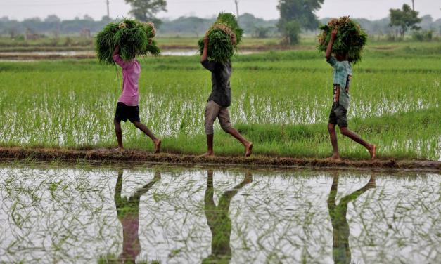 India has developed two genome-edited rice varieties – but some experts are concerned