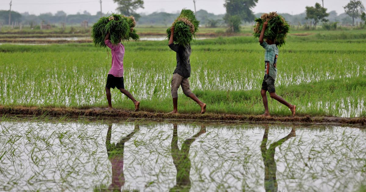 India has developed two genome-edited rice varieties – but some experts are concerned