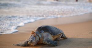 World Oceans Day: From Kerala’s ravaged coast, a warning about the price of reckless development 1