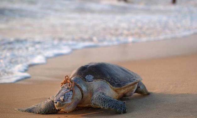 World Oceans Day: From Kerala’s ravaged coast, a warning about the price of reckless development