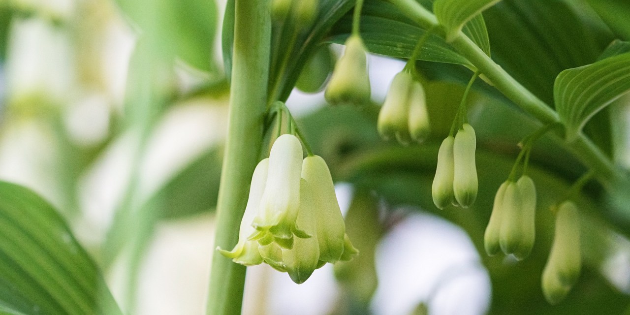 SE China’s Fujian taps forest wealth with green finance