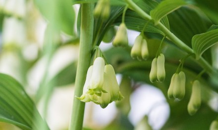 SE China’s Fujian taps forest wealth with green finance