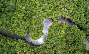 Climate change is disrupting how Amazon trees process sunlight 1