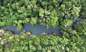 Amazon trees glow more under stress but photosynthesize less 1 Amazon trees glow more under stress but photosynthesize less 1
