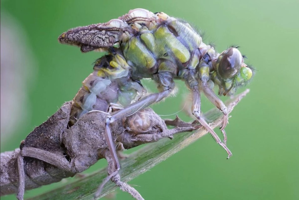 New Study Challenges Traditional Ideas About Biodiversity Conservation