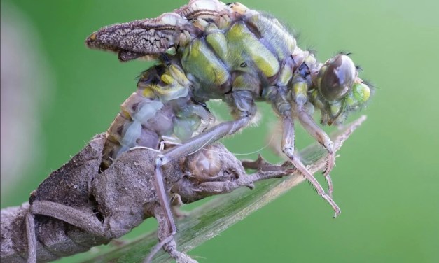 New Study Challenges Traditional Ideas About Biodiversity Conservation