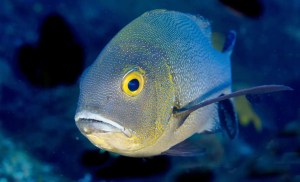 Why fish can’t evolve both powerful jaws and big teeth 1 Why fish can’t evolve both powerful jaws and big teeth 1